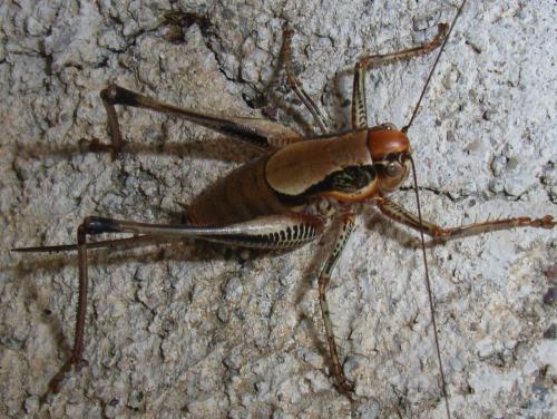 Réf. 296 919 : Eupholidoptera sp.